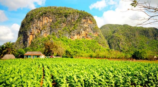 Tobacco farm