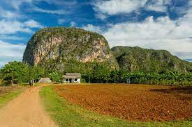 Tobacco farm