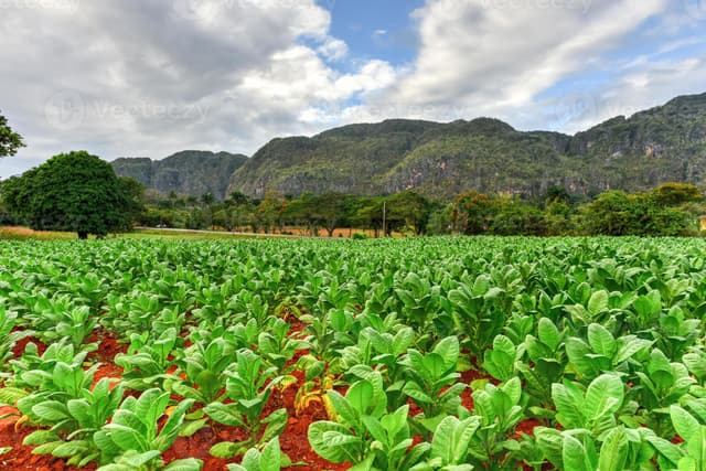 Tobacco farm