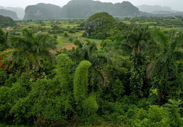 Garden Viewpoint